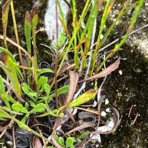 Goodenia bellidifolia subsp. bellidifolia at Bell, NSW - 4 Mar 2023