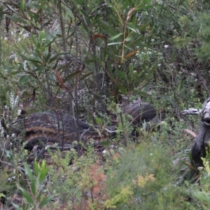 Menura novaehollandiae at Mount Victoria, NSW - 4 Mar 2023