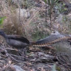 Menura novaehollandiae at Mount Victoria, NSW - 4 Mar 2023