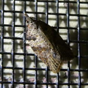 Meritastis laganodes at Charleys Forest, NSW - 9 Mar 2023