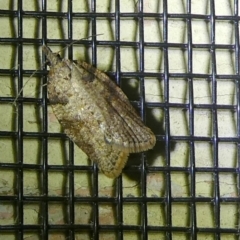 Meritastis laganodes at Charleys Forest, NSW - 9 Mar 2023