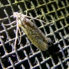 Lepidoptera unclassified ADULT moth (Unidentified - Moth) at Charleys Forest, NSW - 9 Mar 2023 by arjay