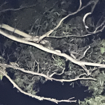 Petauroides volans (Southern Greater Glider) at Mount Wilson, NSW - 4 Mar 2023 by JimL