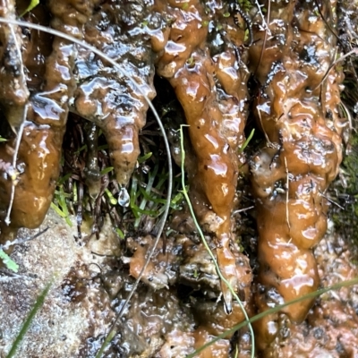 Unidentified Moulds at Blue Mountains National Park, NSW - 4 Mar 2023 by JimL