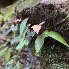 Blechnum (genus) (A Hard Fern) at Blue Mountains National Park, NSW - 5 Mar 2023 by JimL