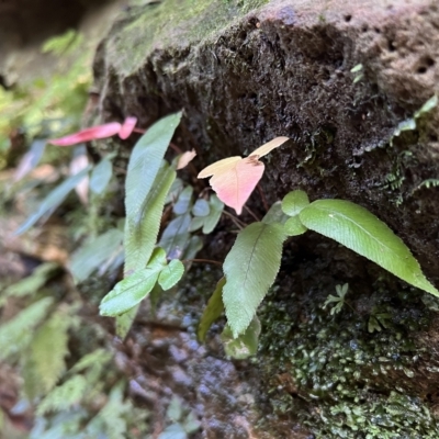 Blechnum (genus) (A Hard Fern) at Blue Mountains National Park, NSW - 5 Mar 2023 by JimL