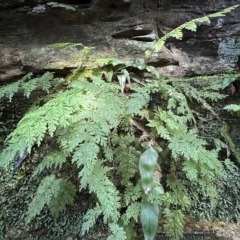  at Blue Mountains National Park, NSW - 5 Mar 2023 by JimL