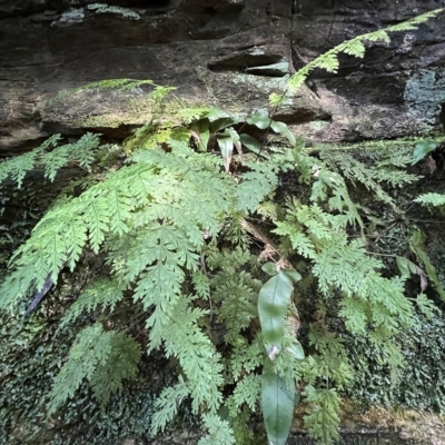 Unidentified Fern or Clubmoss at Blue Mountains National Park, NSW - 5 Mar 2023 by JimL