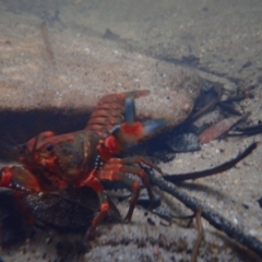 Euastacus spinifer (Giant Spiny Crayfish, Sydney Crayfish) at Blue Mountains National Park - 4 Mar 2023 by JimL