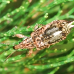 Cyrotyphus blandus (Belid weevil) at Uriarra Village, ACT - 10 Mar 2023 by Harrisi