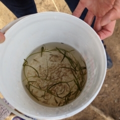 Gambusia holbrooki (Gambusia, Plague minnow, Mosquito fish) at Watson, ACT - 4 Mar 2023 by AniseStar