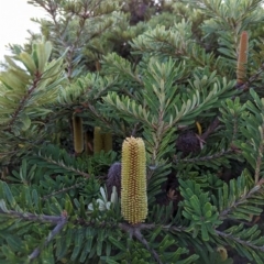 Banksia marginata (Silver Banksia) at Watson, ACT - 4 Mar 2023 by AniseStar