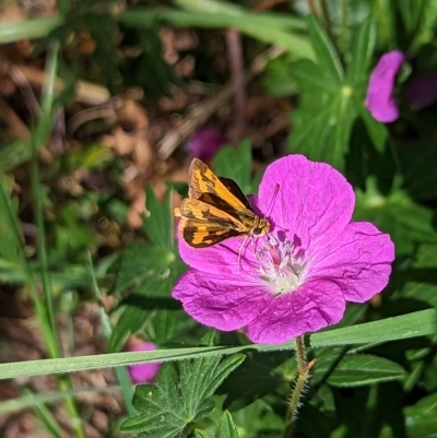 Ocybadistes walkeri (Green Grass-dart) at Watson, ACT - 2 Mar 2023 by AniseStar