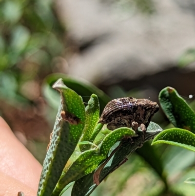 Eutyrhinus meditabundus (Weevil) at Watson, ACT - 24 Feb 2023 by AniseStar