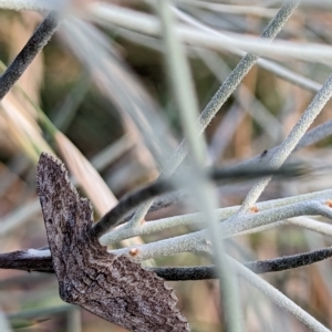 Poecilasthena (genus) at Watson, ACT - 13 Jan 2023