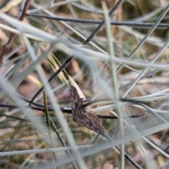 Poecilasthena (genus) at Watson, ACT - 13 Jan 2023