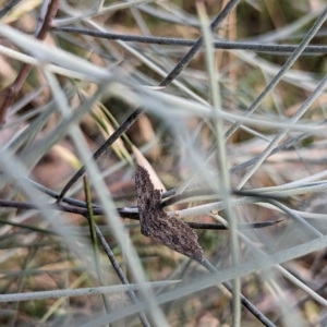 Poecilasthena (genus) at Watson, ACT - 13 Jan 2023