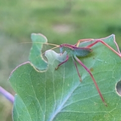 Caedicia simplex (Common Garden Katydid) at Watson, ACT - 13 Jan 2023 by AniseStar