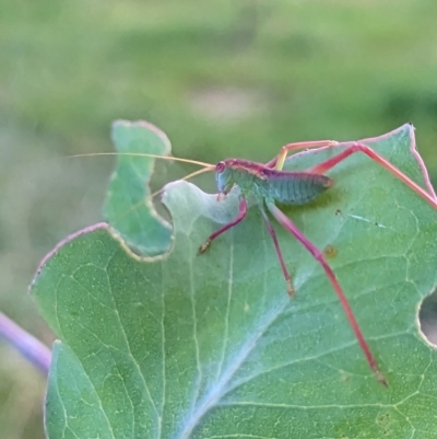 Caedicia simplex (Common Garden Katydid) at Watson, ACT - 13 Jan 2023 by AniseStar