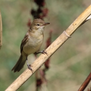 Acrocephalus australis at Stromlo, ACT - 10 Mar 2023