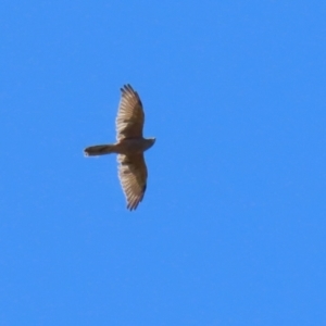 Accipiter fasciatus at Stromlo, ACT - 10 Mar 2023