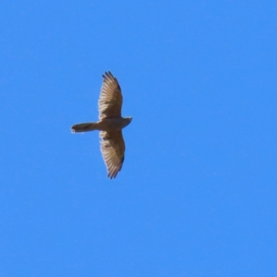 Tachyspiza fasciata (Brown Goshawk) at Stromlo, ACT - 10 Mar 2023 by RodDeb