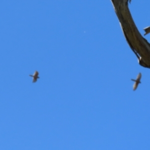 Tachyspiza fasciata at Stromlo, ACT - 10 Mar 2023