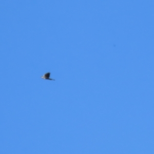 Accipiter fasciatus at Stromlo, ACT - 10 Mar 2023