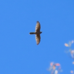 Tachyspiza fasciata at Stromlo, ACT - 10 Mar 2023