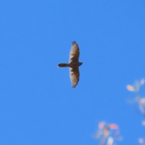 Accipiter fasciatus at Stromlo, ACT - 10 Mar 2023