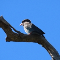 Eurystomus orientalis (Dollarbird) at Stony Creek - 10 Mar 2023 by RodDeb