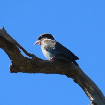 Eurystomus orientalis (Dollarbird) at Stony Creek - 10 Mar 2023 by RodDeb