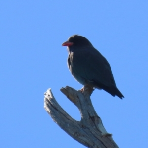 Eurystomus orientalis at Stromlo, ACT - 10 Mar 2023