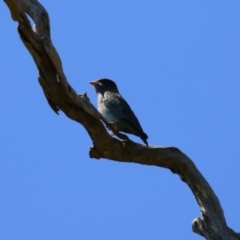 Eurystomus orientalis at Stromlo, ACT - 10 Mar 2023