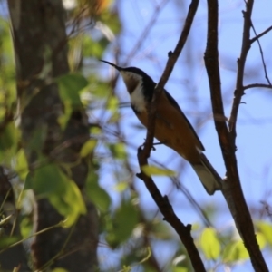 Acanthorhynchus tenuirostris at Stromlo, ACT - 10 Mar 2023