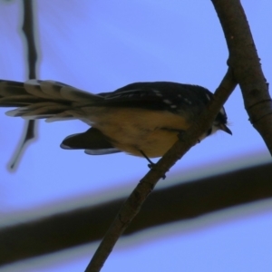 Rhipidura albiscapa at Stromlo, ACT - 10 Mar 2023