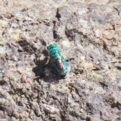 Primeuchroeus sp. (genus) (Cuckoo Wasp) at Stromlo, ACT - 10 Mar 2023 by RodDeb