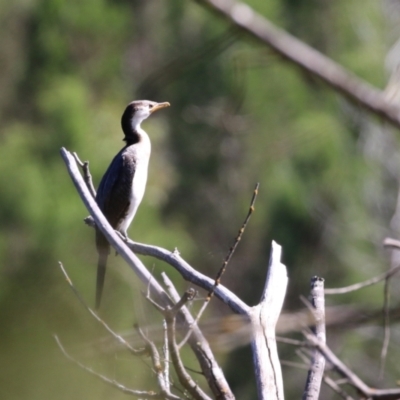 Microcarbo melanoleucos (Little Pied Cormorant) at Stony Creek - 9 Mar 2023 by RodDeb
