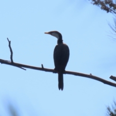 Microcarbo melanoleucos at Stromlo, ACT - 10 Mar 2023