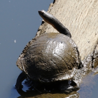 Chelodina longicollis (Eastern Long-necked Turtle) at Stony Creek - 10 Mar 2023 by RodDeb