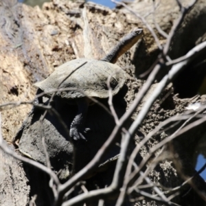 Chelodina longicollis at Stromlo, ACT - 10 Mar 2023