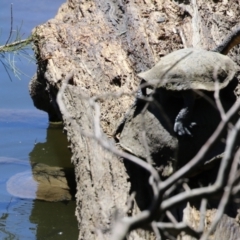 Chelodina longicollis at Stromlo, ACT - 10 Mar 2023