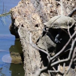 Chelodina longicollis at Stromlo, ACT - 10 Mar 2023