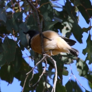 Pachycephala rufiventris at Stromlo, ACT - 10 Mar 2023