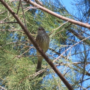 Pachycephala rufiventris at Stromlo, ACT - 10 Mar 2023