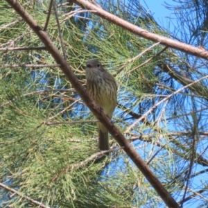 Pachycephala rufiventris at Stromlo, ACT - 10 Mar 2023