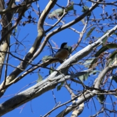 Pachycephala rufiventris at Stromlo, ACT - 10 Mar 2023 10:50 AM