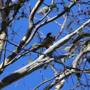 Pachycephala rufiventris at Stromlo, ACT - 10 Mar 2023