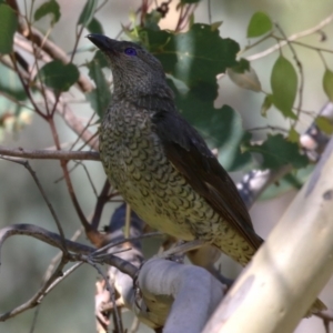 Ptilonorhynchus violaceus at Stromlo, ACT - 10 Mar 2023