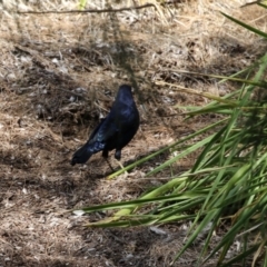 Ptilonorhynchus violaceus at Stromlo, ACT - 10 Mar 2023